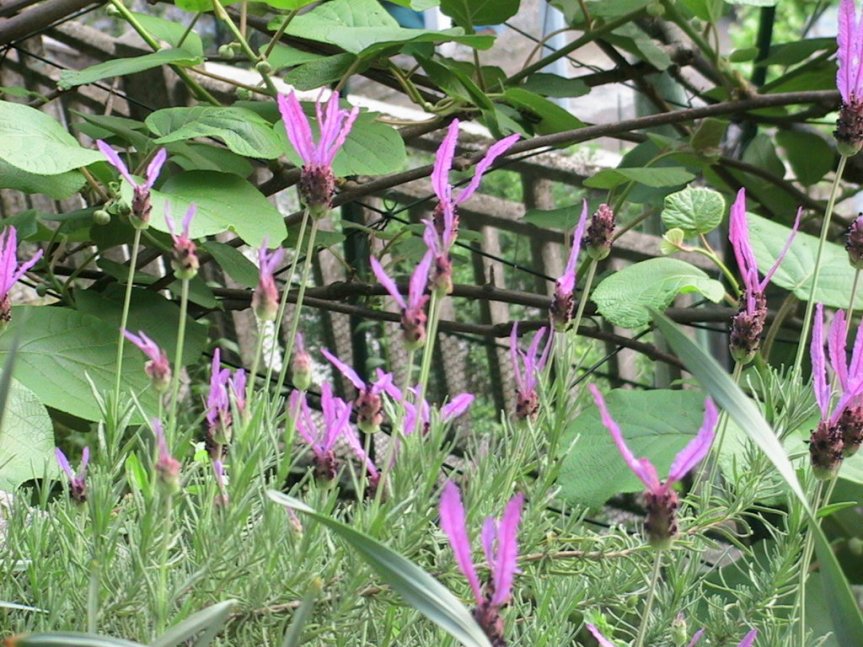 IMG_1343 (FILEminimizer)