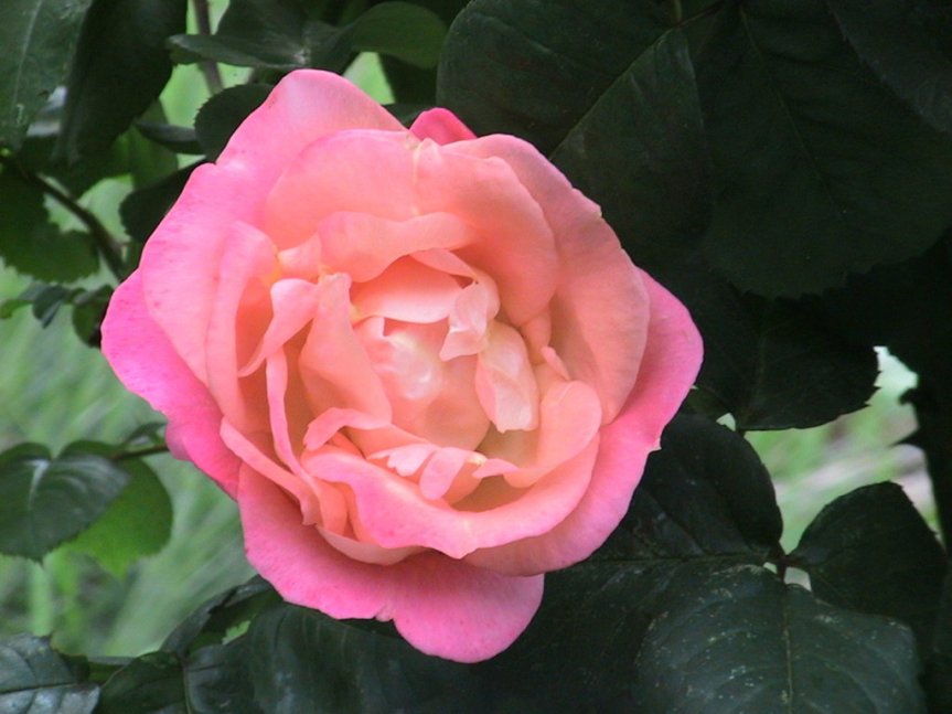 IMG_1417 (FILEminimizer)