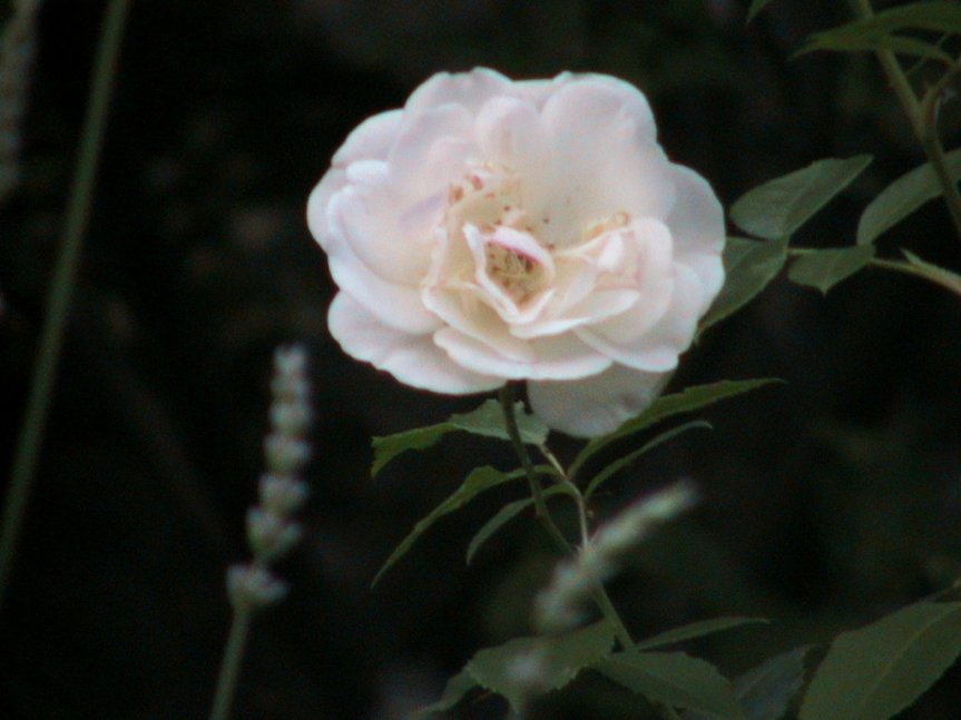 IMG_1516 (FILEminimizer)