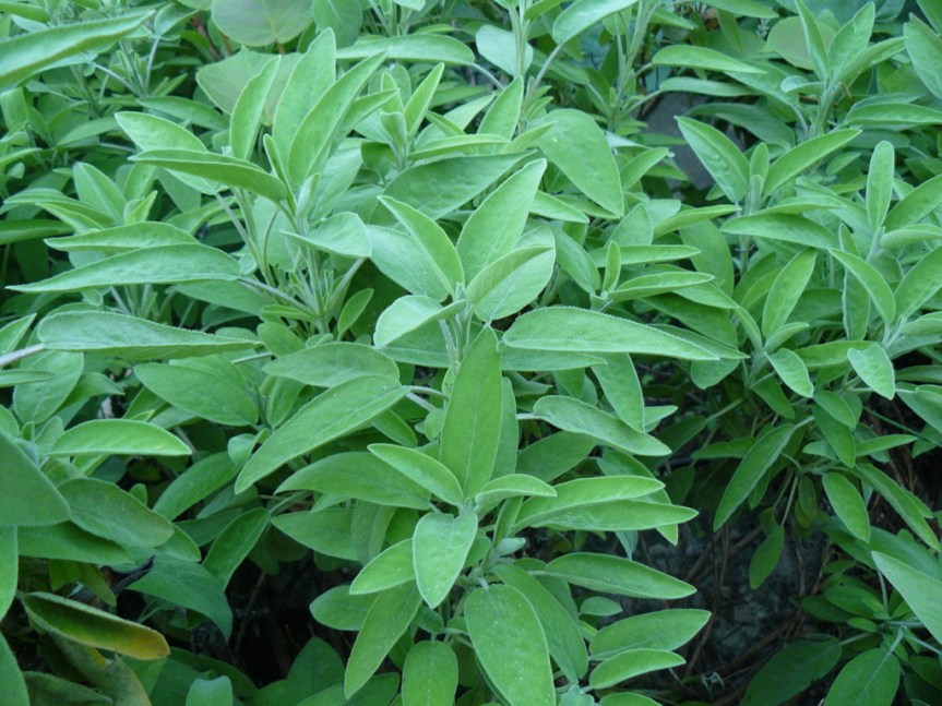 P1020929 (FILEminimizer)