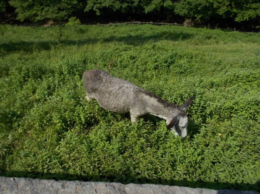 DSCN9600 (FILEminimizer)