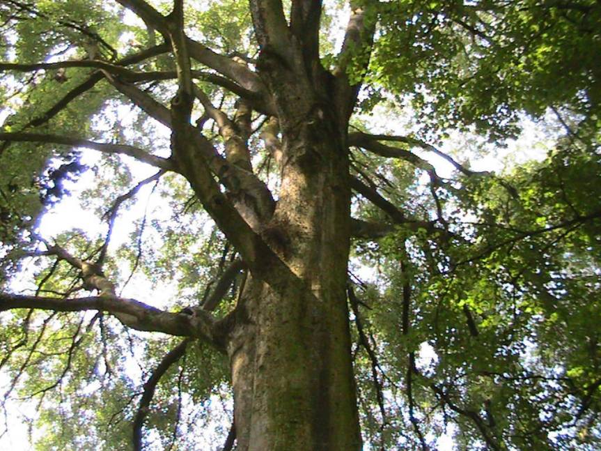 IMG_8530 (FILEminimizer)