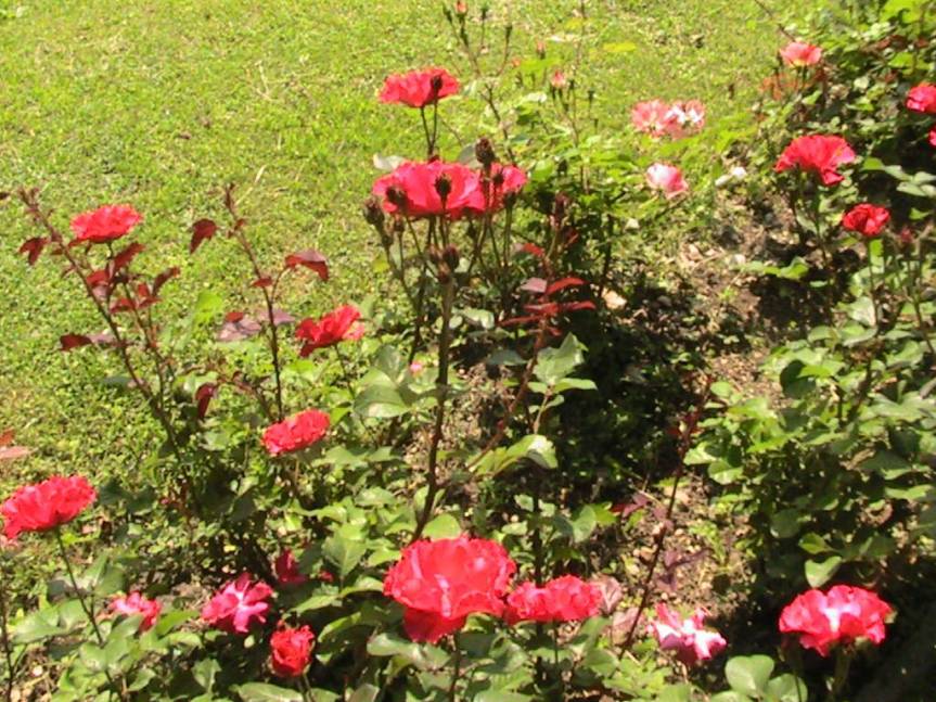 IMG_8550 (FILEminimizer)