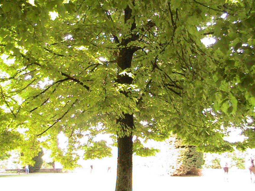 IMG_8555 (FILEminimizer)