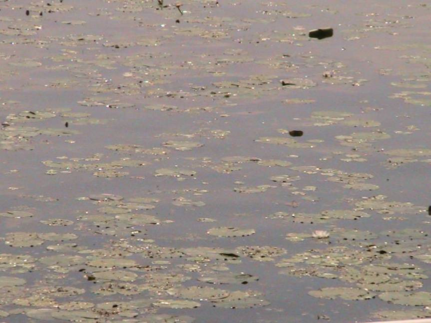 IMG_8616 (FILEminimizer)