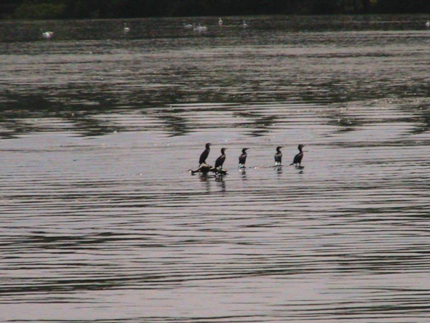 IMG_8618 (FILEminimizer)