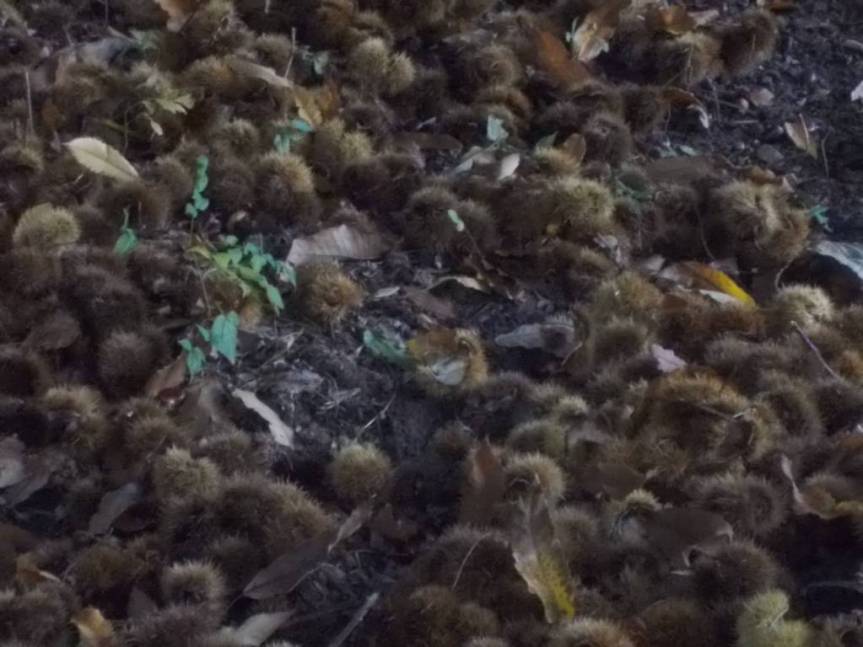 DSCN1066 (FILEminimizer)