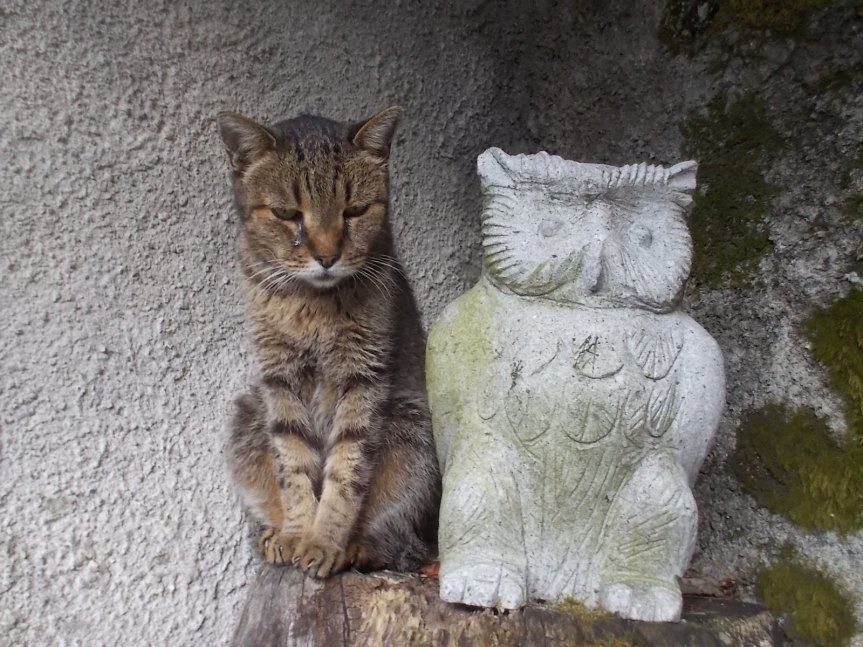 Il giorno triste. Questa notte è morta LUNA, la gatta più “relazionale” che abbiamo avuto. Aveva 17&nbsp;anni
