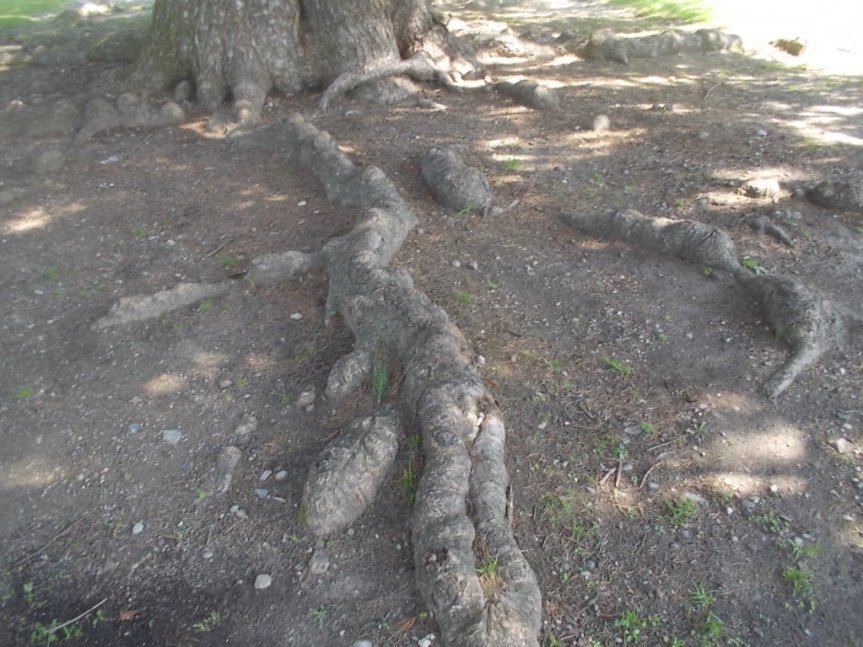 DSCN2925 (FILEminimizer)