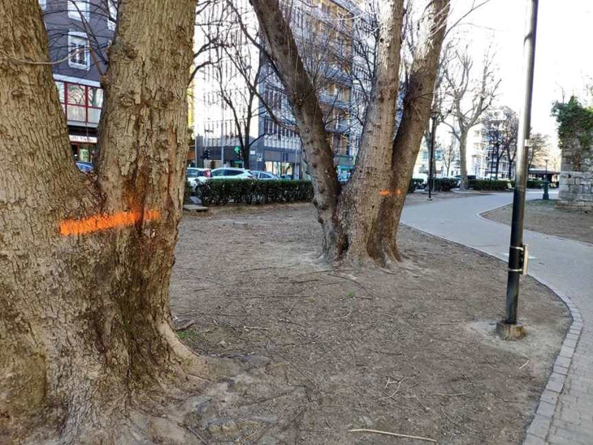 Alberi malati Como-2