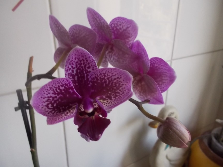 Orchidee