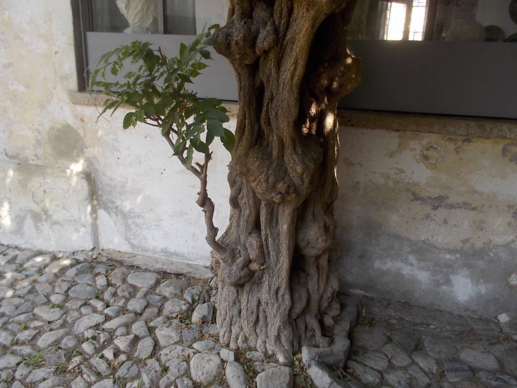 DSCN0627 (FILEminimizer)