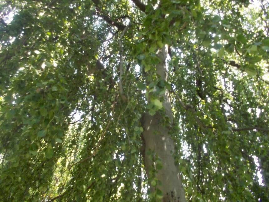 DSCN0649 (FILEminimizer)