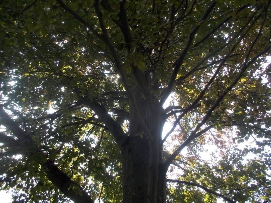 DSCN0654 (FILEminimizer)